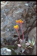 Canyon Dudleya